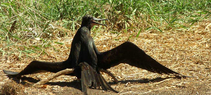 A frigatebird can spread its wings and take the sun without fear of predators.