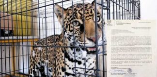 The jaguar that attacked a Chihuahua construction worker.