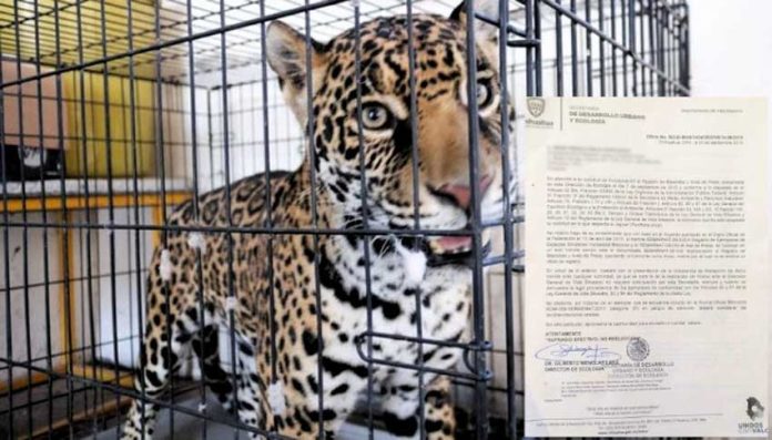 The jaguar that attacked a Chihuahua construction worker.