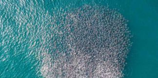 Manta rays gather in the waters off the Oaxaca coast.