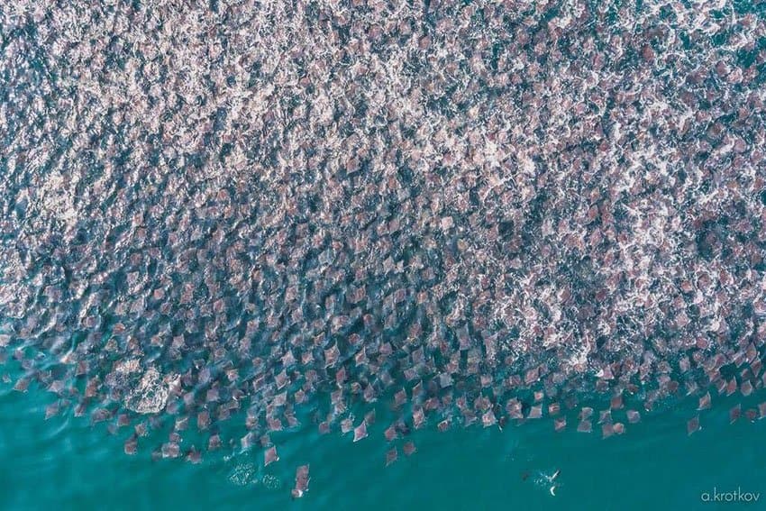 Drone camera zooms in on manta rays.