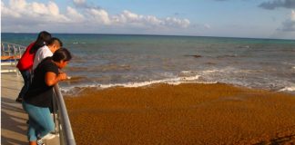 Sargassum yesterday in Playa del Carmen.