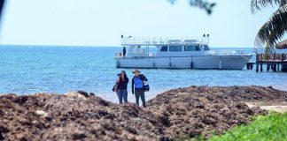 A file photo of sargassum on a Quintana Roo beach.