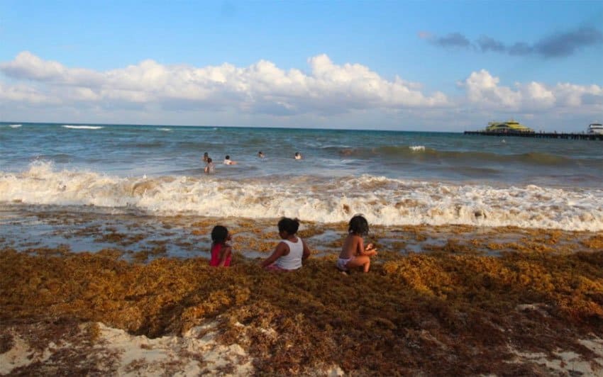 Children play in the seaweed yesterday in Playa del Carmen.