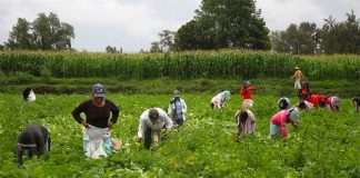 Tobacco pickers in Nayarit.