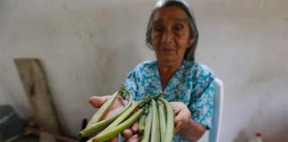 Vanilla pods are a valuable commodity.