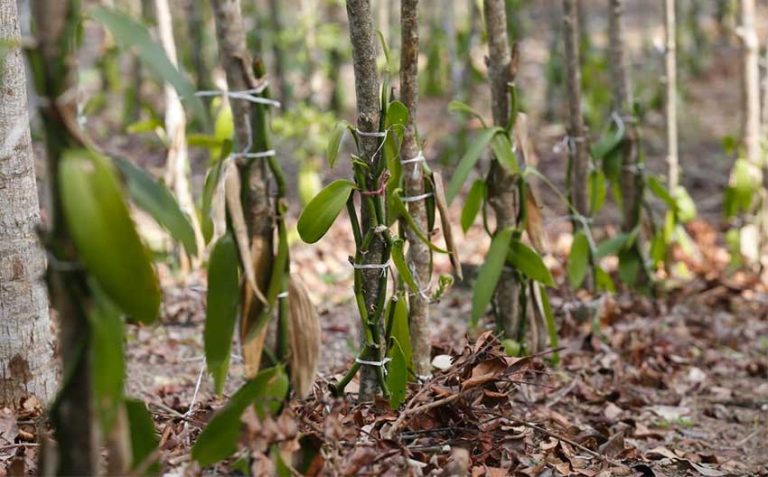 Vanilla, another endangered species and the target of thieves