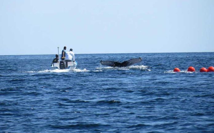 The humpback whale and rescue workers off the Baja California Sur coast.
