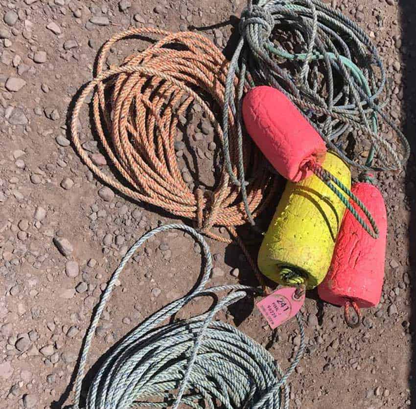 The gear in which the whale became entangled.