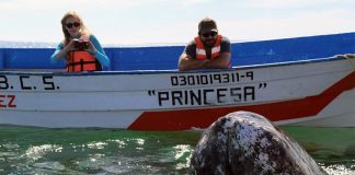 Whale-watching is a popular activity in Baja California Sur.