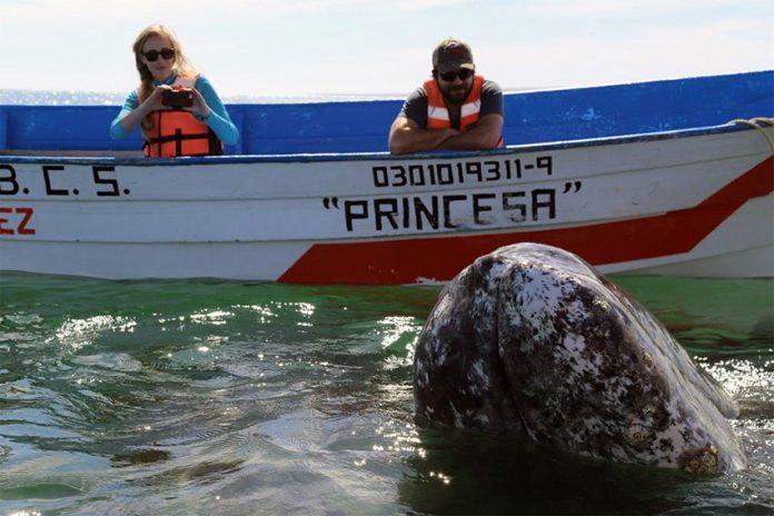 Whale-watching is a popular activity in Baja California Sur.
