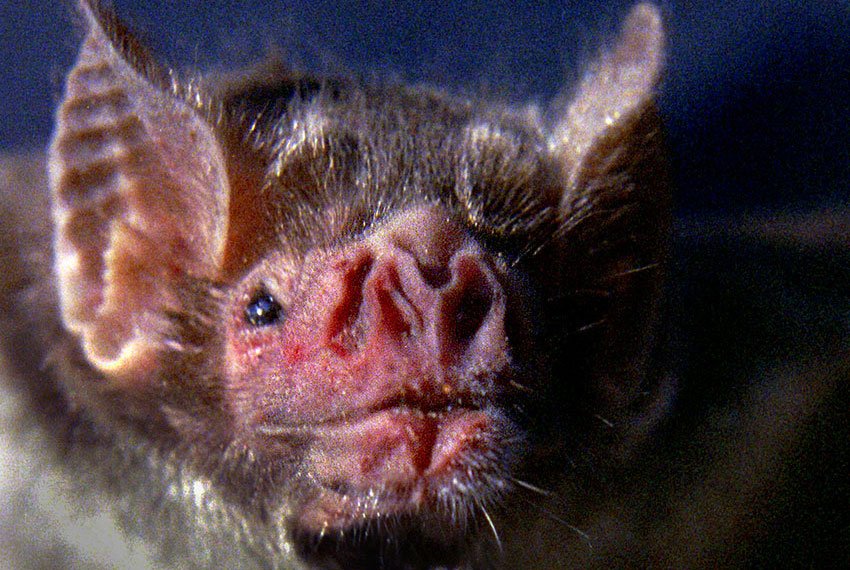 Portrait of Desmodus vampire bat, found in many Mexican caves and mines.