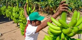 mexican bananas