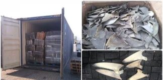 Confiscated shark fins in Manzanillo.