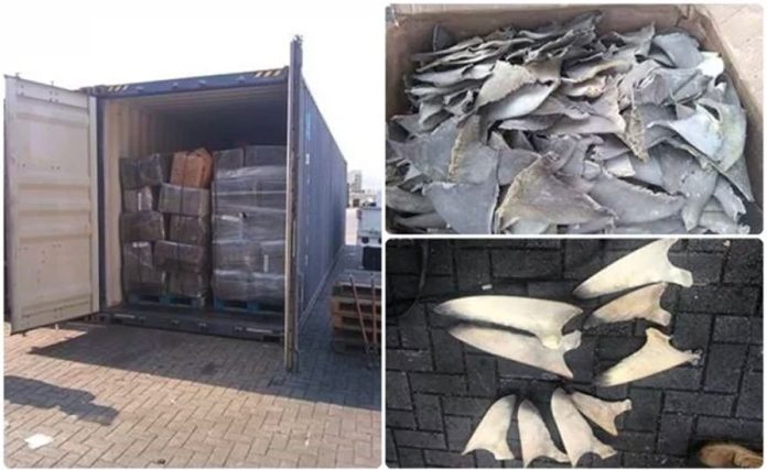 Confiscated shark fins in Manzanillo.
