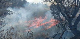Wildfire yesterday in Pinar de la Venta, Jalisco.