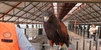 Mexico City's anti-pigeon patrol.