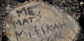 'Mitikah killed me,' reads the stump, once a tree that had to come down for a new commercial center.