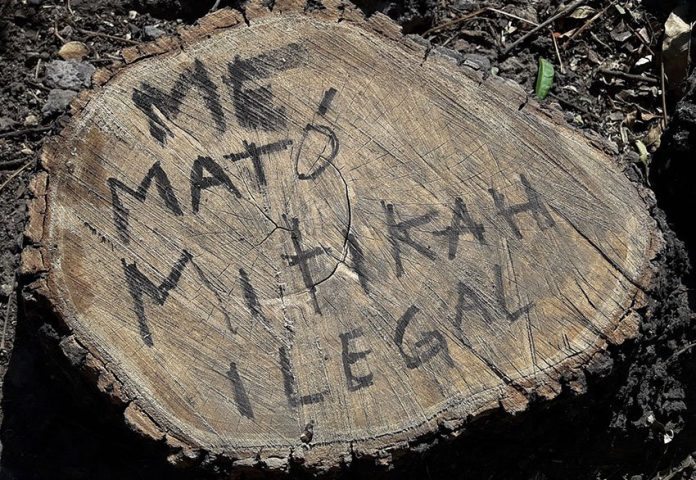 'Mitikah killed me,' reads the stump, once a tree that had to come down for a new commercial center.