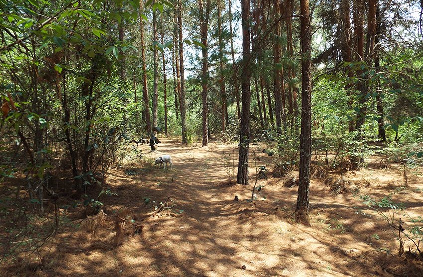 A walk through the pines, just a few hours from Mexico City.