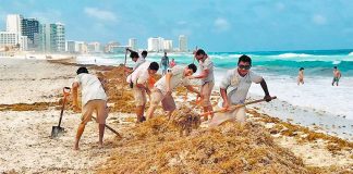 Sargaceros at work on a Cancún beach.