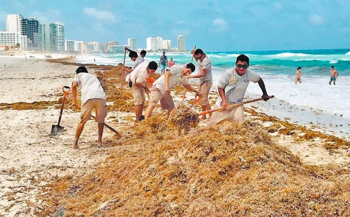 Sargaceros at work on a Cancún beach.