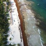 Sargassum on a Tulum beach yesterday.