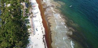 Sargassum on a Tulum beach yesterday.