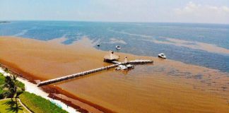 One estimate says a million tonnes of sargassum can be expected this year.