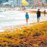 Sargassum could be devastating on tourism this year.