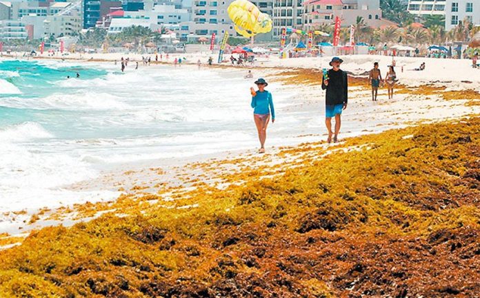 Sargassum could be devastating on tourism this year.