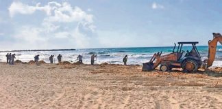 A backhoe removes sargassun from a Quintana Roo beach.