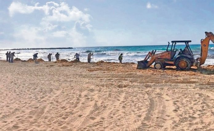 A backhoe removes sargassun from a Quintana Roo beach.