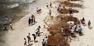 Sargassum and insecurity hurt tourist numbers.