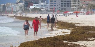 Strolling through sargassum in Quintana Roo.