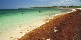 The summit was intended to discuss strategies to deal with sargassum at the international level.
