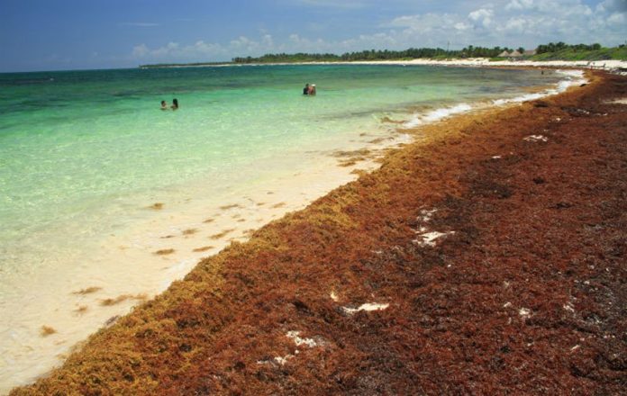 The summit was intended to discuss strategies to deal with sargassum at the international level.