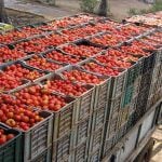 Mexico is a big supplier of tomatoes to the US.
