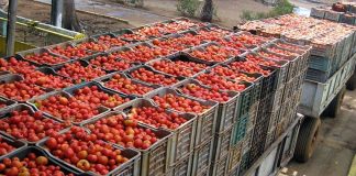 Mexico is a big supplier of tomatoes to the US.