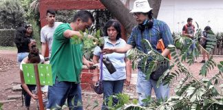 Free trees are given away at Mexico City nursery.