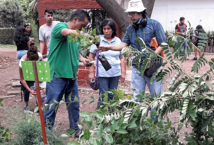 Free trees are given away at Mexico City nursery.