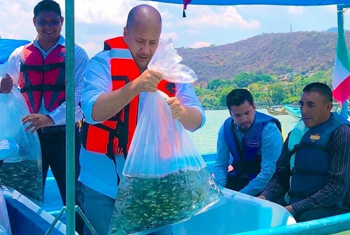 Jalisco Governor Alfaro prepares to release young fish into Lake Chapala.