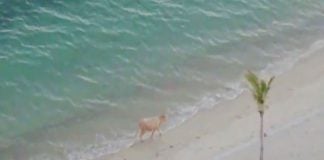 The cow enjoys the beach at San Carlos.