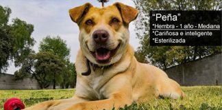 One of the 'Metro dogs' available for adoption.