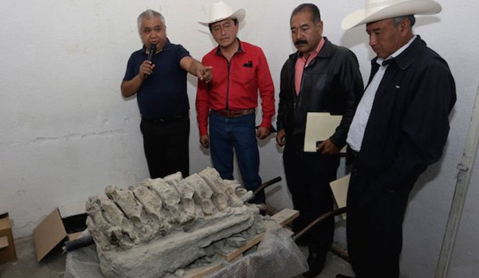Members of Tepalcayotl with fossils that have been discovered in Puebla.