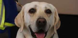 Frida celebrates her retirement from rescue work today.