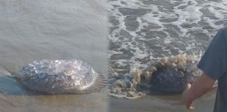 Visitors to Maviri beach in Sinaloa captured these images of the stinging jellyfish.