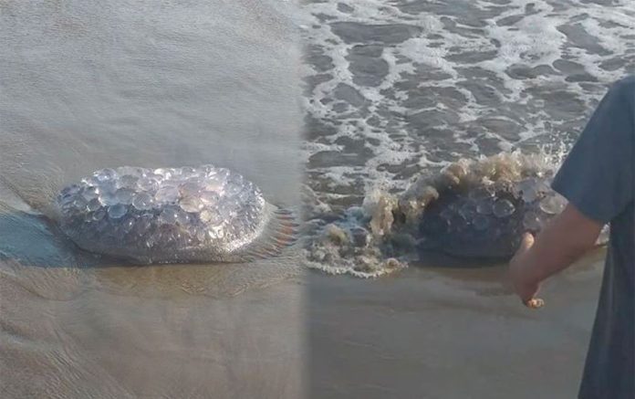 Visitors to Maviri beach in Sinaloa captured these images of the stinging jellyfish.