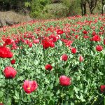Mexico's poppy production remained high last year.