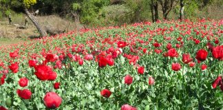Mexico's poppy production remained high last year.